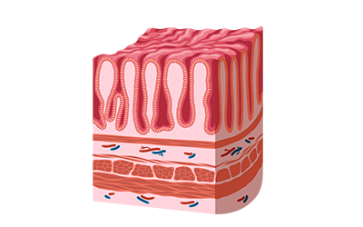Illustration Darmwand